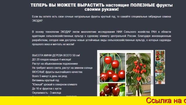 Мини Деревья Для Дома смотреть онлайн
