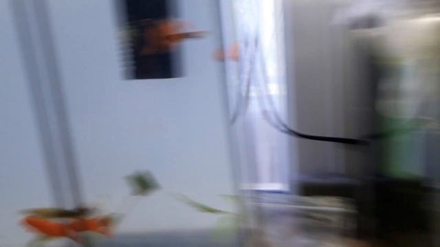 Купил новую самку Гуппи + Бонус смотреть онлайн