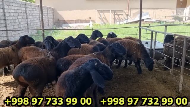 1 yoshli Xisor qo'chqorlar xoxlasangiz zotga xoxlasangiz Qurbonlikka смотреть онлайн