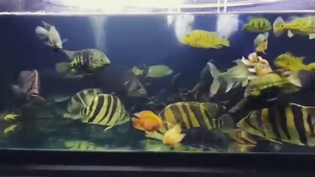 Tigerfish jumbo 4Bar смотреть онлайн