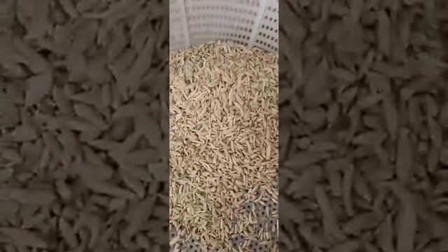 Ophiopogon japonicus color sorter смотреть онлайн