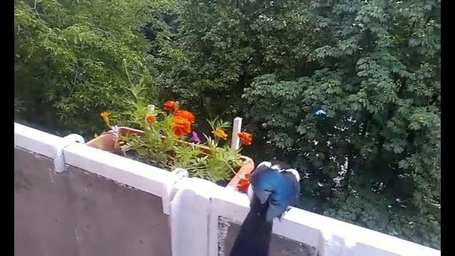 Домашняя сорока Magpie смотреть онлайн