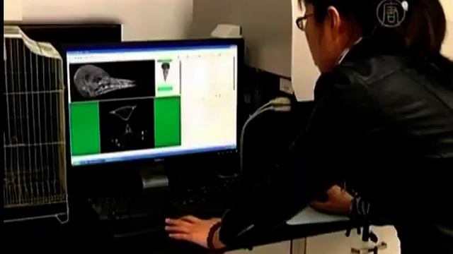 Почему у дятла не болит голова? смотреть онлайн