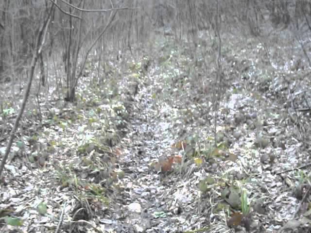 Путь на Почепсуху 05.03.16 - зарастающая дорога смотреть онлайн