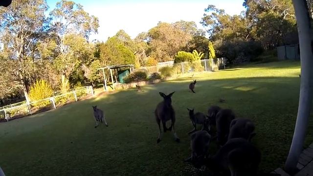Australian Western Grey Kangaroos смотреть онлайн