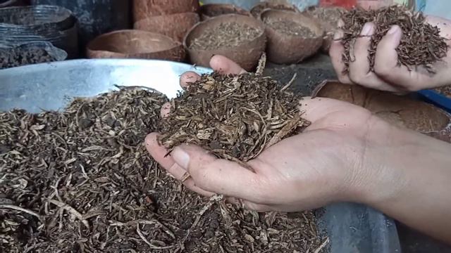 HOW TO PROPAGATE EXOTICA POTHOS | PAANO MAGPARAMI NG EXOTICA POTHOS | Cherry's Daily Life смотреть онлайн