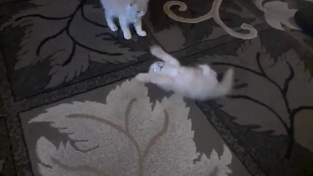 Любитель покувыркаться смотреть онлайн