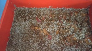 Выращивание личинок чёрной львинки на овощах