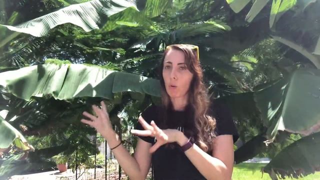 How long until my BANANA TREE produces FRUIT? | Growing Bananas is Easy смотреть онлайн