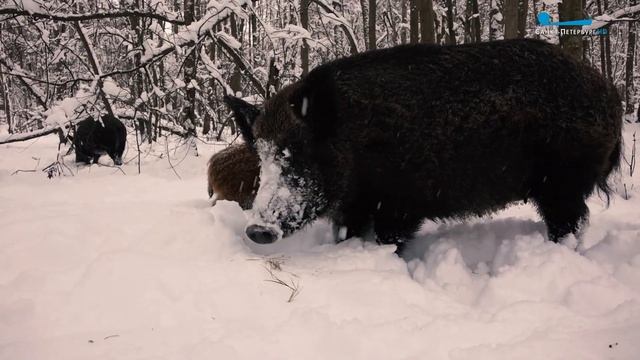 Дикие выходные с Павлом Глазковым. Сестрорецкое болото смотреть онлайн