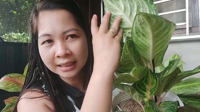 MY TOP 10 AGLAONEMA PLANTS FOR THIS MONTH(JULY)//Umangat ang ganda nila смотреть онлайн