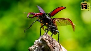 НАСЕКОМЫЕ для ДЕТЕЙ. Энциклопедия для малышей. Развивающие мультики про насекомых для детей