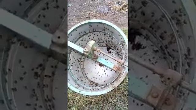 Много пчелы на обсушке медогонки. смотреть онлайн