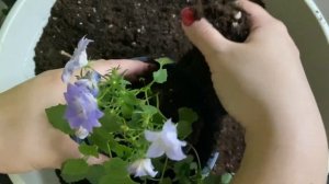 Перевалка кампанулы