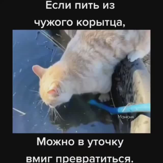 Если пить из чужого корытца