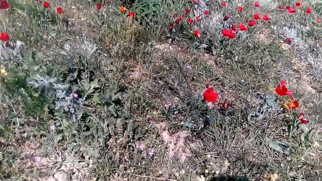Долина тюльпанов,Опук смотреть онлайн