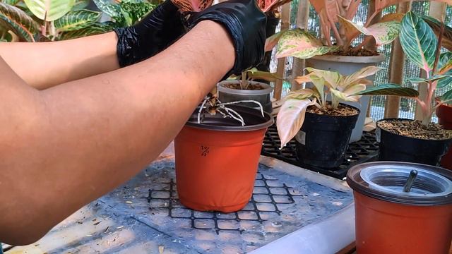 What a charming color of Chinese Evergreen , indoor plant Diana Aglaonema propagation and caring смотреть онлайн