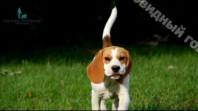 Каким должен быть хвост (гон) у гончей собаки? Охотник-Любитель смотреть онлайн