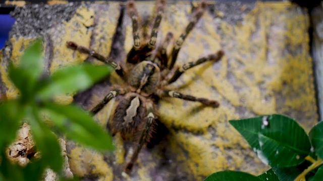 Fringed Ornamental Tarantula (Poecilotheria ornata) Care смотреть онлайн