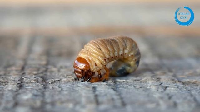 ЯЖУЖ ВА МАЖУЖ ДЕВОРИДАН ШУНЧА ЖОЙ ОЧИЛДИ