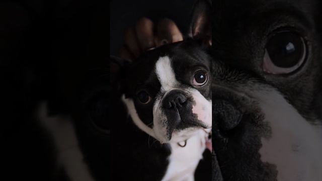 White And Black Short Coated #bulldogfrances