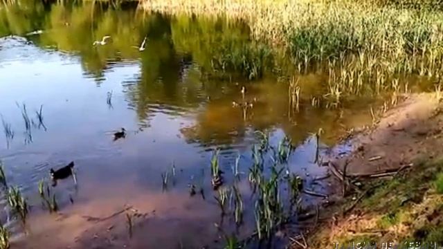 Как прекрасен этот Мир смотреть онлайн