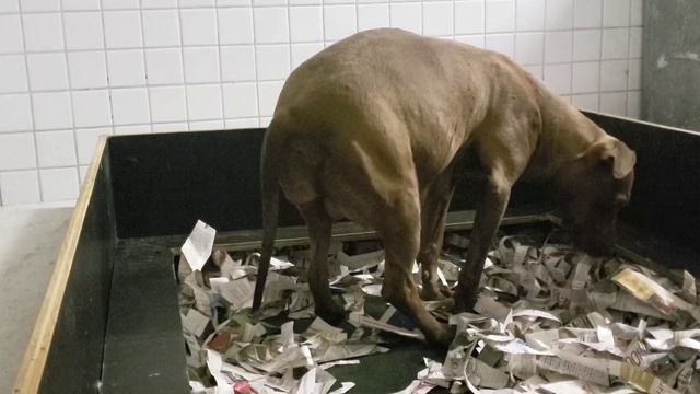 Yellow x Zapa Ninhada de Pit Bull Nascida ! смотреть онлайн