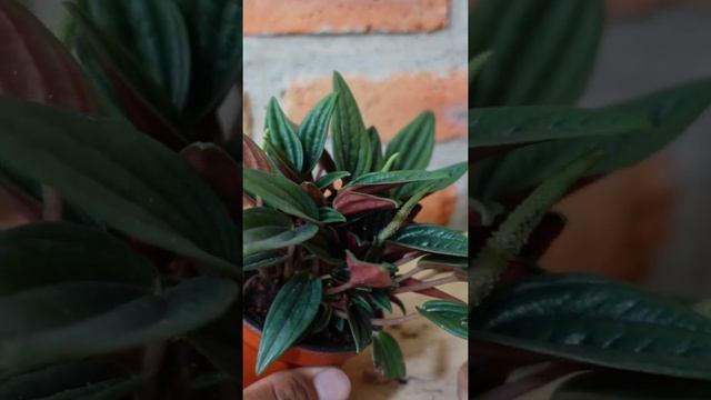 Flores de la Peperomia Rosso смотреть онлайн