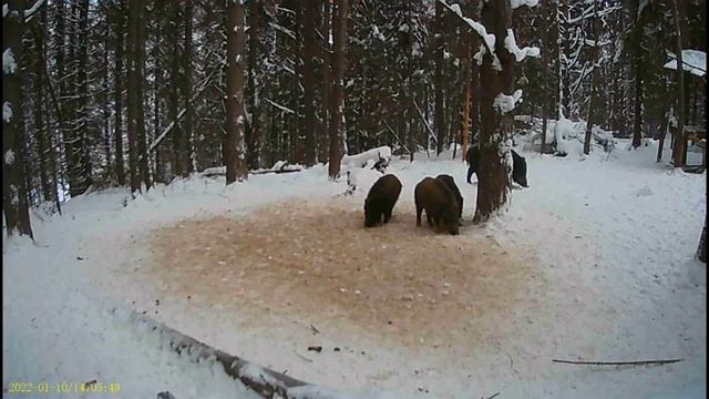 Новости из леса смотреть онлайн