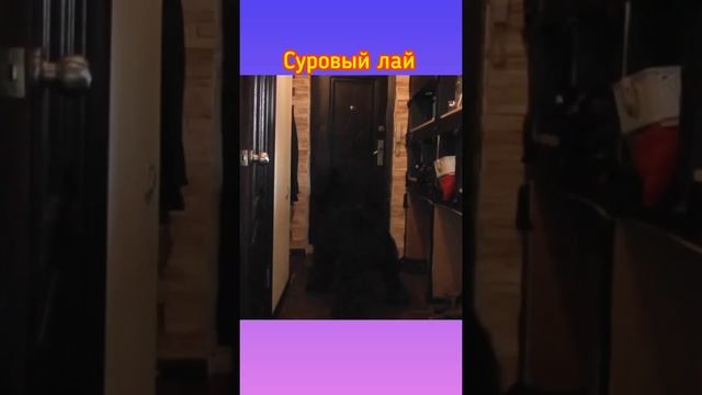 ТЕСТ ОХРАНЫ ТЕРРИТОРИИ ЧЁРНЫЙ ТЕРЬЕР смотреть онлайн
