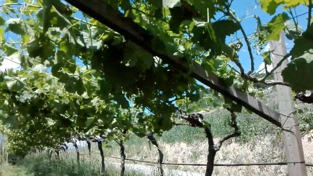 Pergoly, vedenie Južného Tirolska. смотреть онлайн