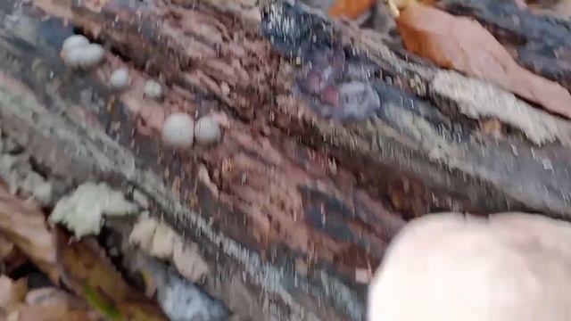 Такого різноманіття грибів,ще в цьому сезоні не було.Рівненщина. смотреть онлайн