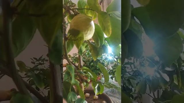 #Плодылимона Иркутского крупноплодного.#домашниерастения #лимоны #цитрусовые смотреть онлайн