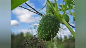 Всё обо всём Растение Бешеный огурец