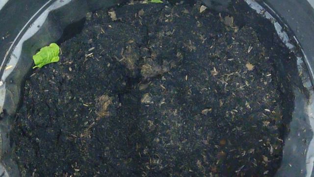 Paano magtanim ng Bougainvillea Cuttings? смотреть онлайн