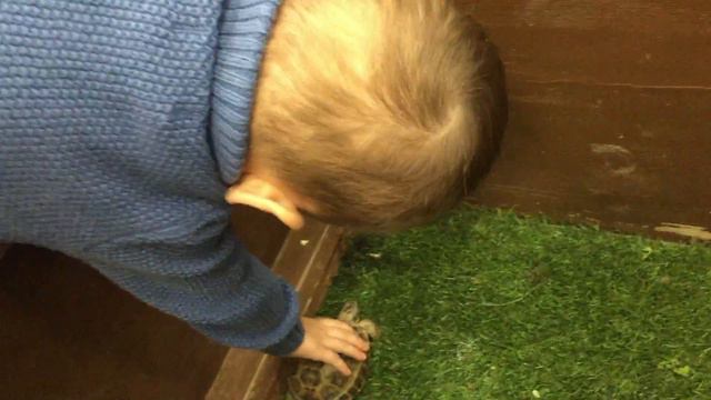 Животные и дети)Олег и Марк в ручном зоопарке!ВЛОГ смотреть онлайн