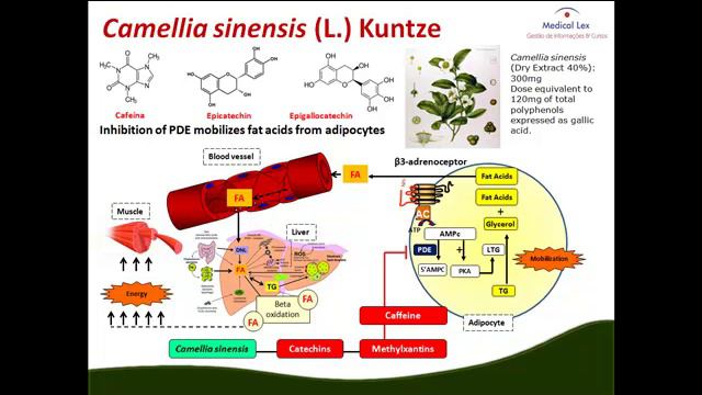 Camellia sinensis and adipocytes смотреть онлайн