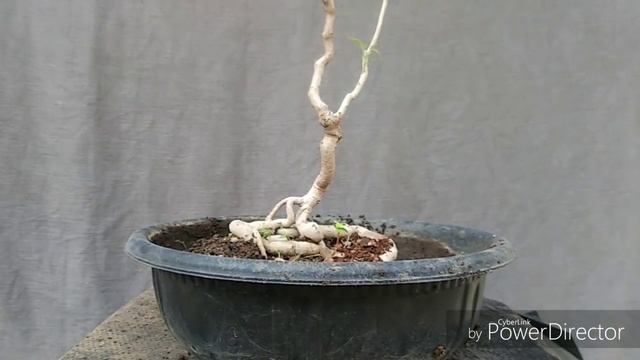 Introducing a new sp for bonsai garugga pinnata смотреть онлайн