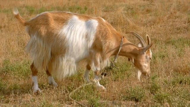 Учим Животных на английском Собака Лошадь Кошка Акула Медведь Развивающие Мультики для Детей смотреть онлайн