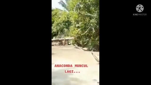 viral ular anaconda/piton makan manusia di sungai || coba komentar itu ular piton/anaconda смотреть онлайн