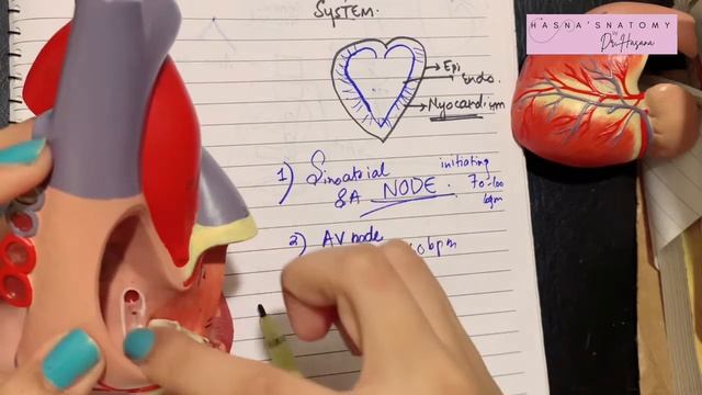 Conducting System of Heart | SA node AV node | Bundle of His | Bundle Branches | SIMPLIFIED смотреть онлайн