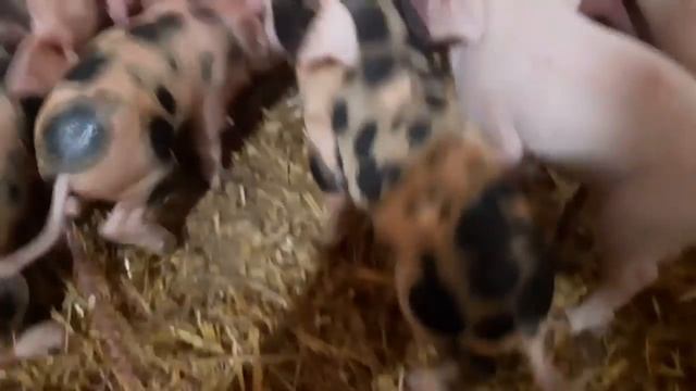 С.С.А// Рябушка-как проходил опорос// Помощь свиноматке ,итог опороса//Хряк макстер-свинка гибрид// смотреть онлайн