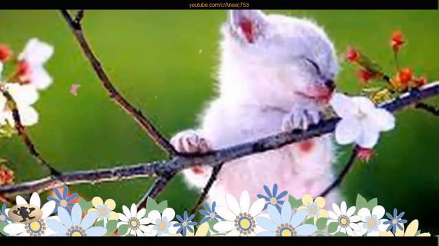 ВЕРБНОЕ ВОСКРЕСЕНЬЕ, Красивое поздравление! смотреть онлайн