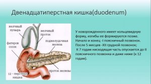 Возрастные особенности органов пищеварительной системы