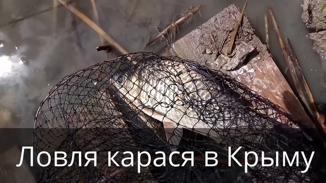 Ловля карася в Крыму: выпустить карася в воду! смотреть онлайн