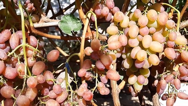 Виноград Гелиос. 2020 смотреть онлайн