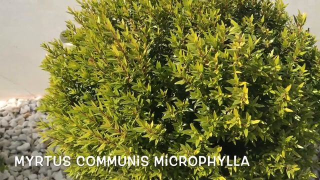 Myrtus communis microphylla. Garden Center online PGARDENS смотреть онлайн
