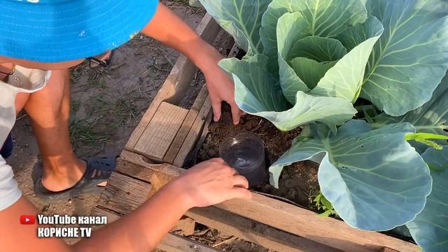 Більше слимаків у мене немає. 3 простих перевірених способи як позбутися від слимаків без хімії смотреть онлайн