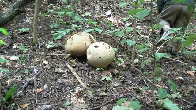 Життя в селі. Як Оксана кози пасе))) смотреть онлайн