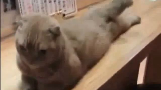 Зарядка для хвоста смотреть онлайн